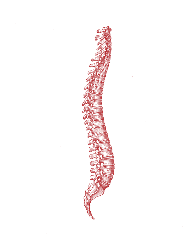 Engraving of the human spine